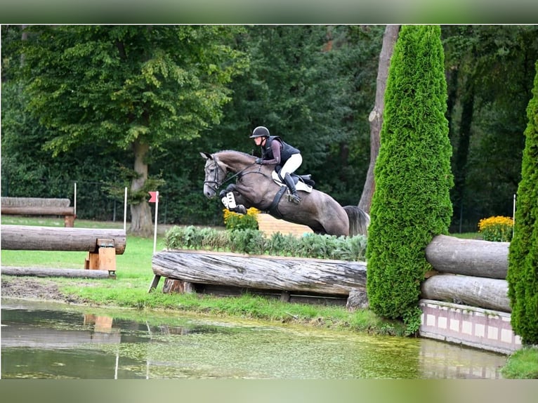 Oldenburger Springpaard Ruin 5 Jaar 175 cm Schimmel in Hemdingen