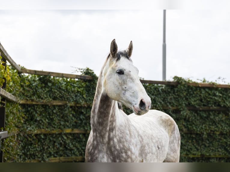 Oldenburger Springpaard Ruin 5 Jaar 175 cm Schimmel in Waddinxveen