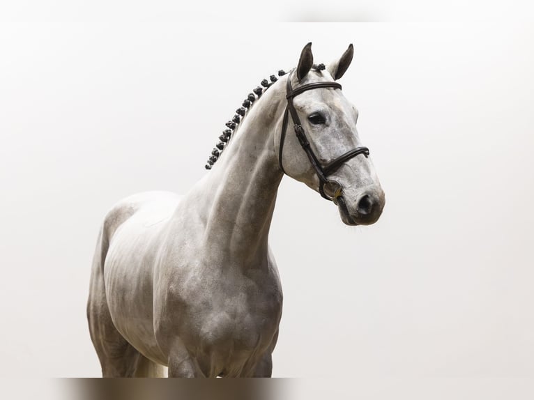 Oldenburger Springpaard Ruin 5 Jaar 176 cm Schimmel in Waddinxveen