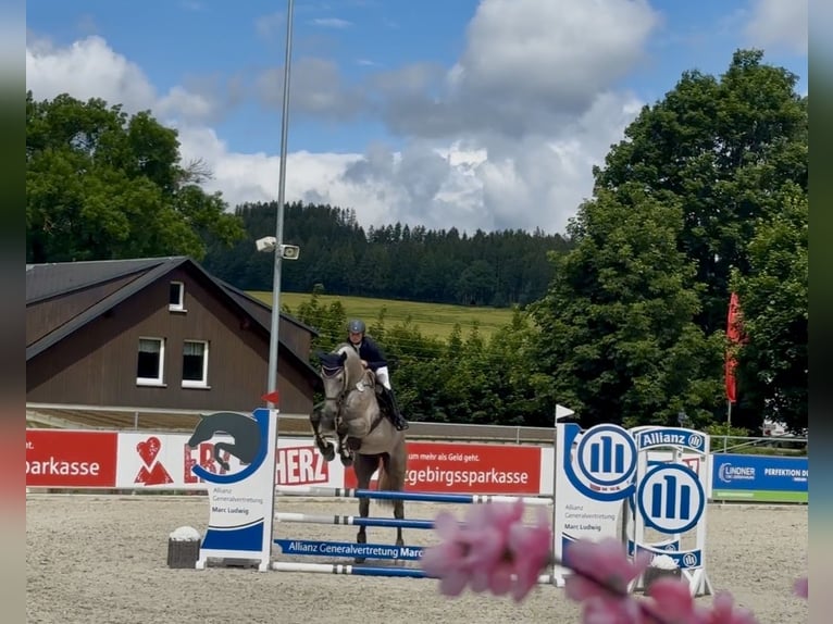 Oldenburger Springpaard Ruin 5 Jaar 178 cm Brown Falb schimmel in Bad Lausick