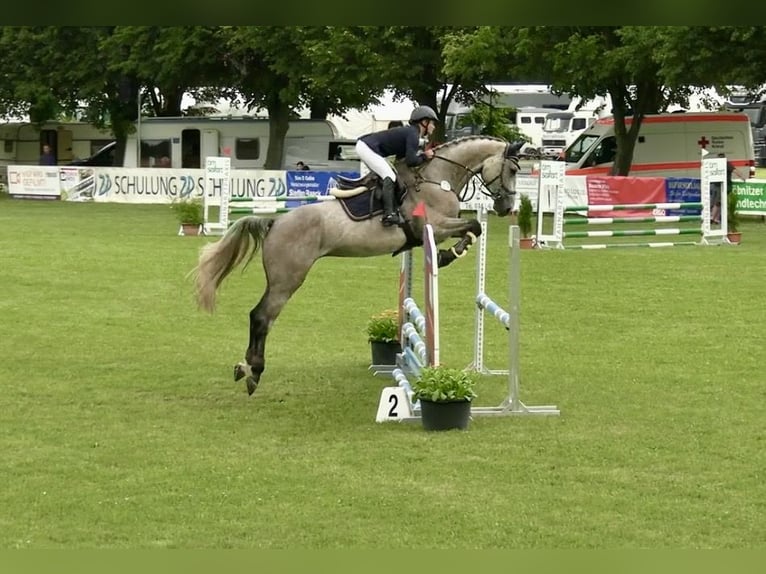 Oldenburger Springpaard Ruin 5 Jaar 178 cm Brown Falb schimmel in Bad Lausick