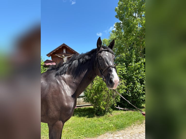 Oldenburger Springpaard Ruin 5 Jaar 178 cm Zwart in Schwäbisch Gmünd