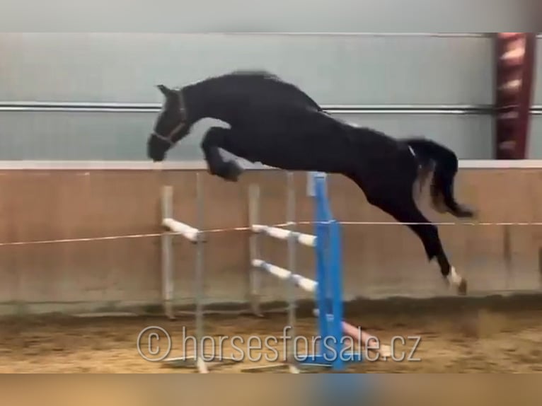 Oldenburger Springpaard Ruin 5 Jaar 180 cm Zwart in Ceske Budejovice