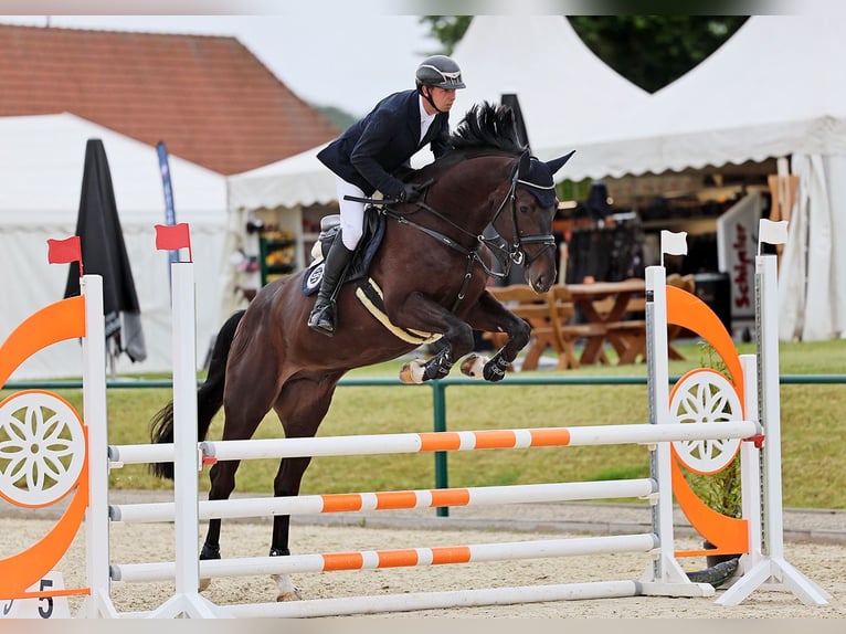 Oldenburger Springpaard Ruin 5 Jaar 184 cm Zwartbruin in Braunsbedra