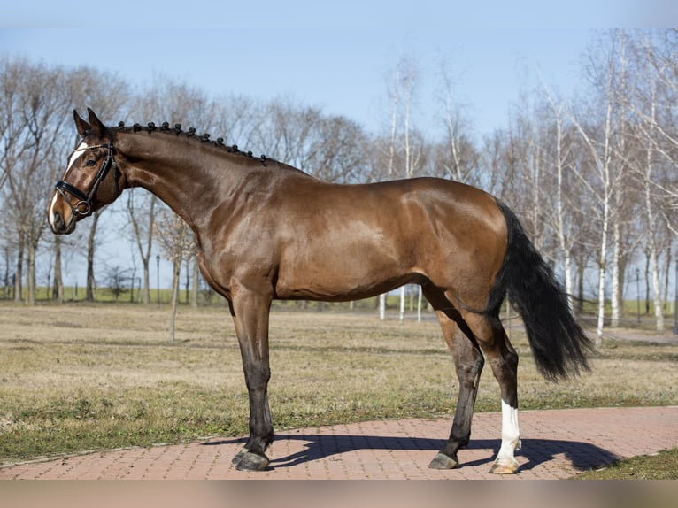 Oldenburger Springpaard Ruin 5 Jaar Bruin in Izsak