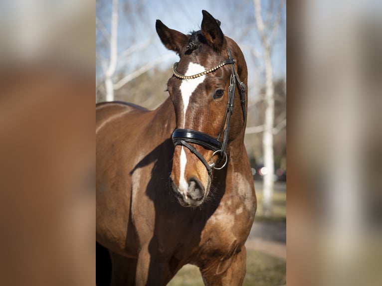 Oldenburger Springpaard Ruin 5 Jaar Bruin in Izsak