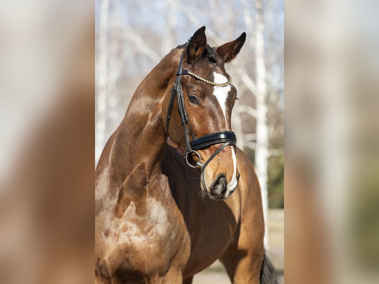 Oldenburger Springpaard Ruin 5 Jaar Bruin in Izsak