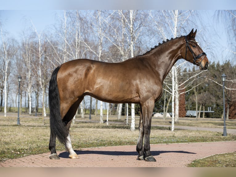 Oldenburger Springpaard Ruin 5 Jaar Bruin in Izsak