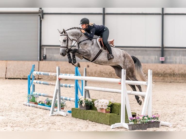 Oldenburger Springpaard Ruin 5 Jaar Schimmel in Zduchovice