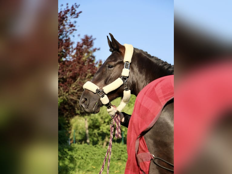 Oldenburger Springpaard Ruin 5 Jaar in Elmshorn