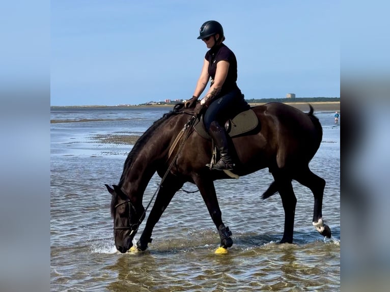 Oldenburger Springpaard Ruin 5 Jaar in Elmshorn