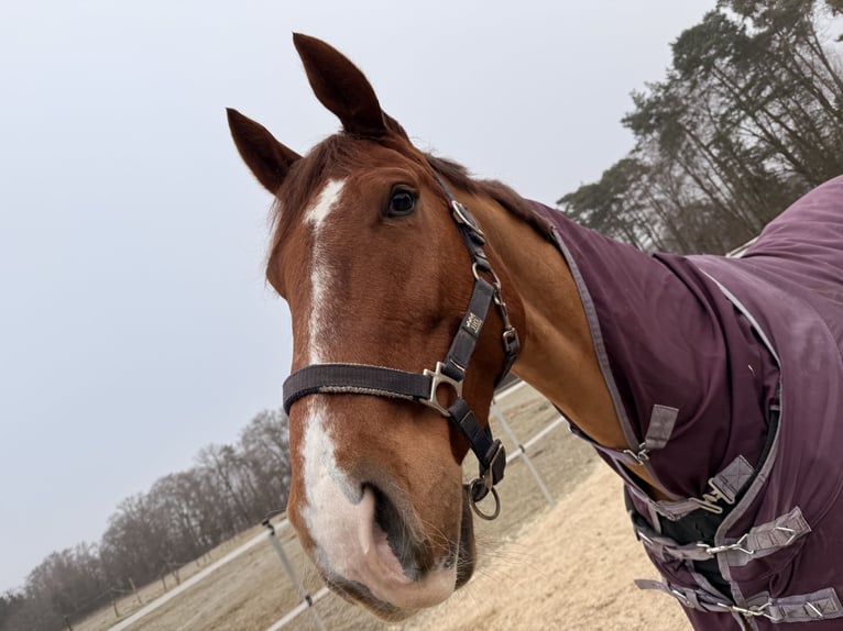 Oldenburger Springpaard Ruin 5 Jaar Vos in Haiterbach