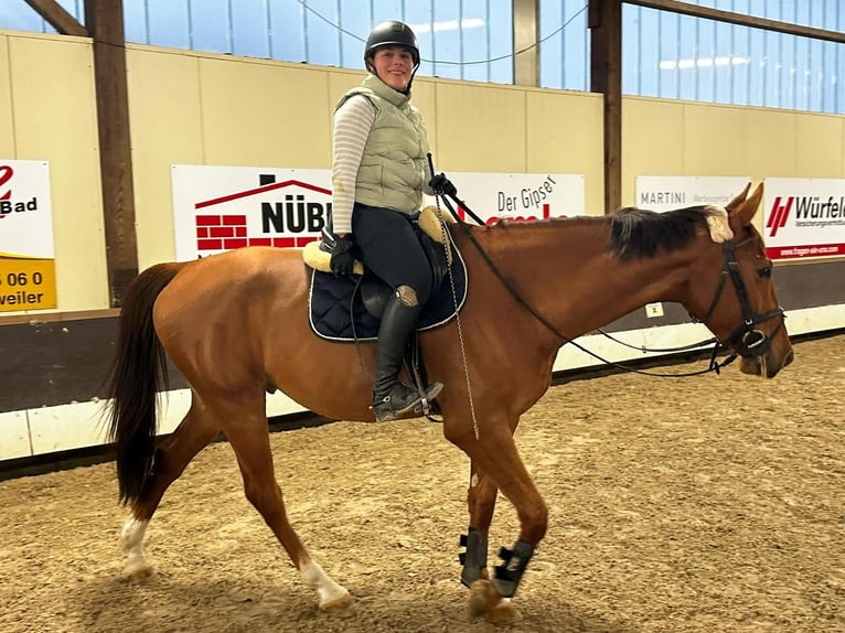 Oldenburger Springpaard Ruin 5 Jaar Vos in Haiterbach