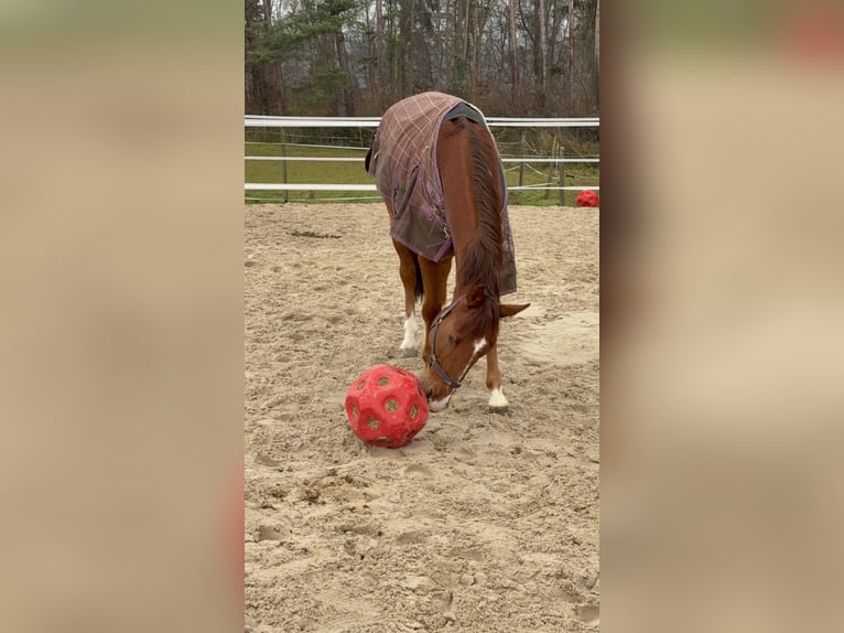 Oldenburger Springpaard Ruin 5 Jaar Vos in Haiterbach