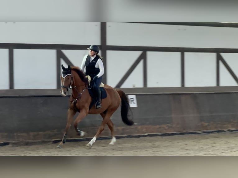 Oldenburger Springpaard Ruin 5 Jaar Vos in Haiterbach