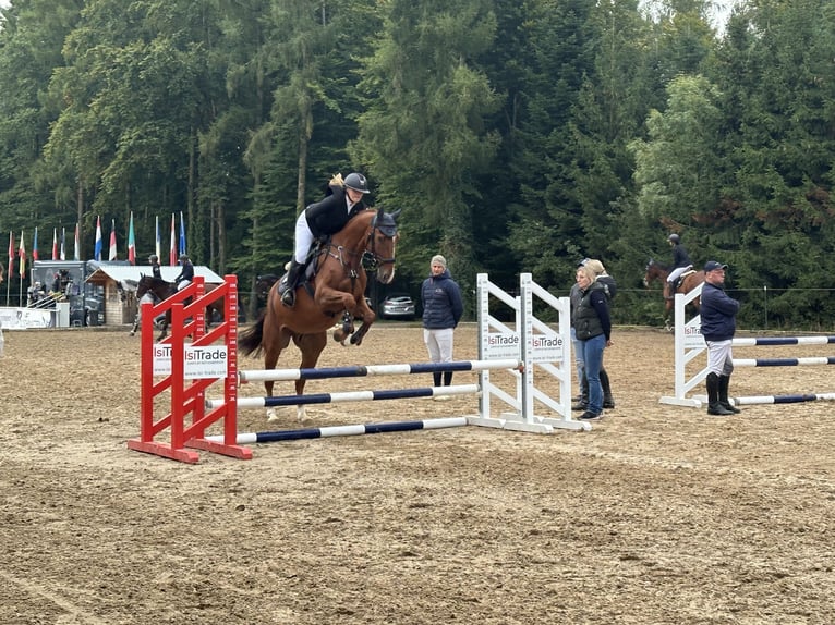 Oldenburger Springpaard Ruin 5 Jaar Vos in Haiterbach