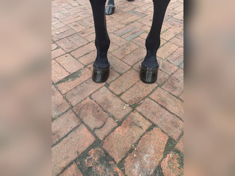 Oldenburger Springpaard Ruin 6 Jaar 160 cm Brown Falb schimmel in Cloppenburg