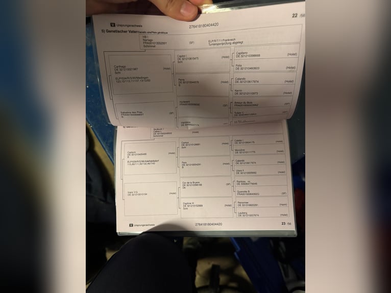 Oldenburger Springpaard Ruin 6 Jaar 160 cm Brown Falb schimmel in Cloppenburg