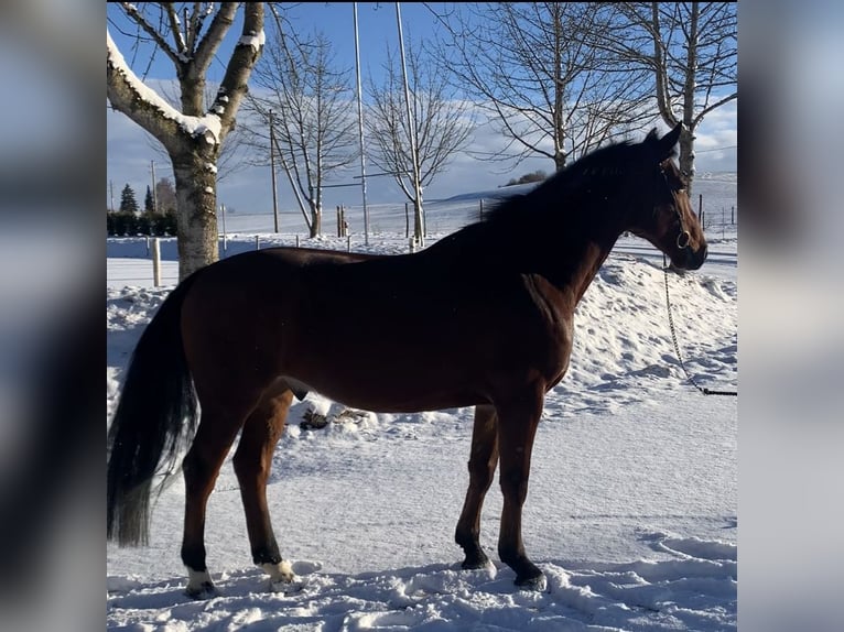 Oldenburger Springpaard Ruin 6 Jaar 164 cm Bruin in Altusried