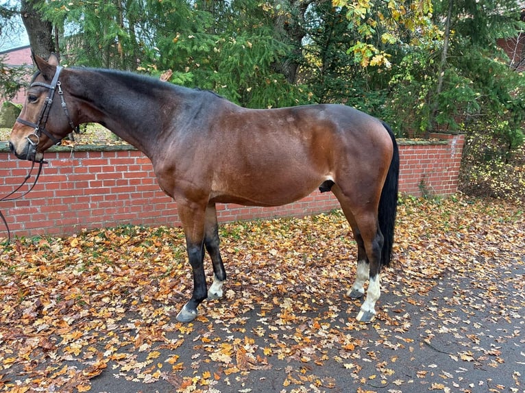 Oldenburger Springpaard Ruin 6 Jaar 164 cm Donkerbruin in Lachendorf