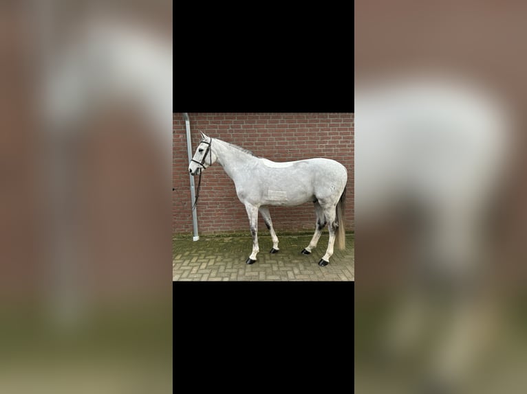 Oldenburger Springpaard Ruin 6 Jaar 164 cm Schimmel in Bad Kreuznach