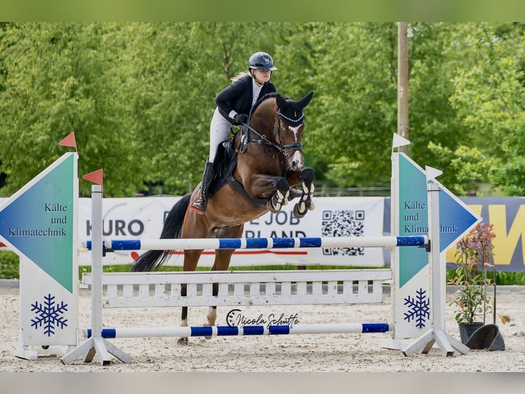 Oldenburger Springpaard Ruin 6 Jaar 165 cm Bruin in Friedberg