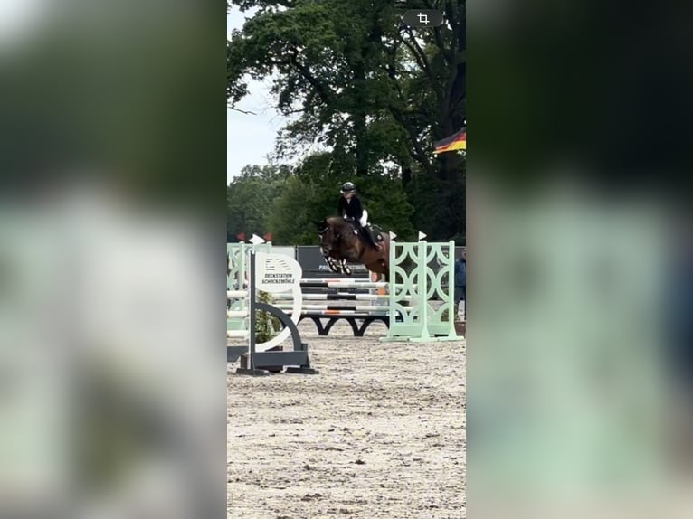 Oldenburger Springpaard Ruin 6 Jaar 165 cm Bruin in Friedberg