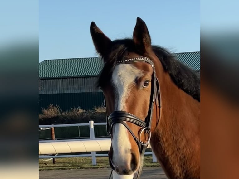 Oldenburger Springpaard Ruin 6 Jaar 165 cm Bruin in Staven