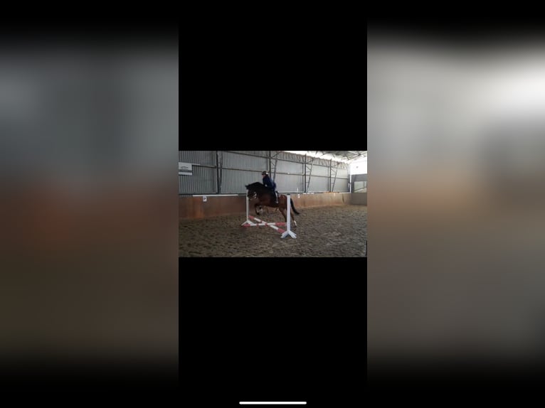 Oldenburger Springpaard Ruin 6 Jaar 165 cm Bruin in Staven