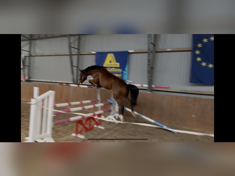 Oldenburger Springpaard Ruin 6 Jaar 165 cm Bruin in Staven