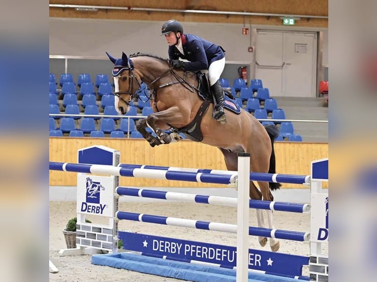 Oldenburger Springpaard Ruin 6 Jaar 165 cm Bruin in Spahnharrenst&#xE4;tte