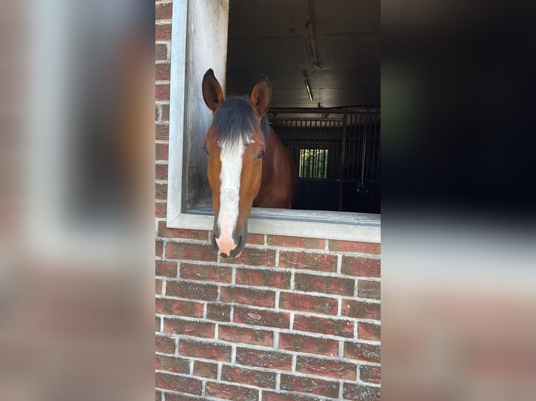 Oldenburger Springpaard Ruin 6 Jaar 165 cm Bruin in Spahnharrenst&#xE4;tte