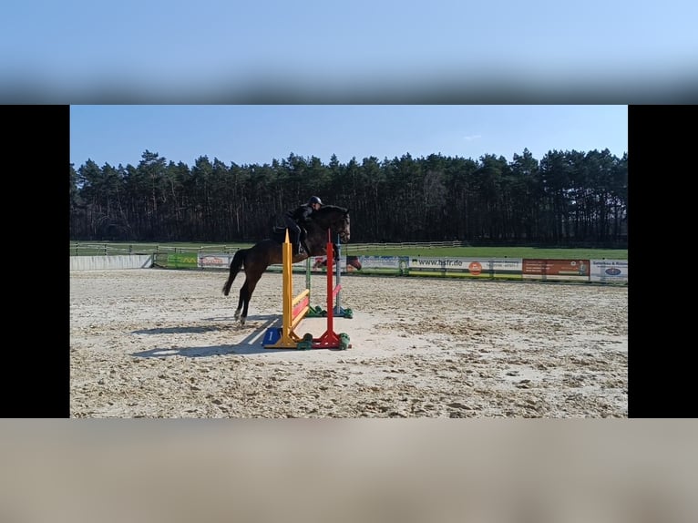 Oldenburger Springpaard Ruin 6 Jaar 165 cm Schimmel in Kükels