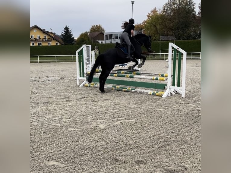 Oldenburger Springpaard Ruin 6 Jaar 165 cm Zwart in Neumarkt