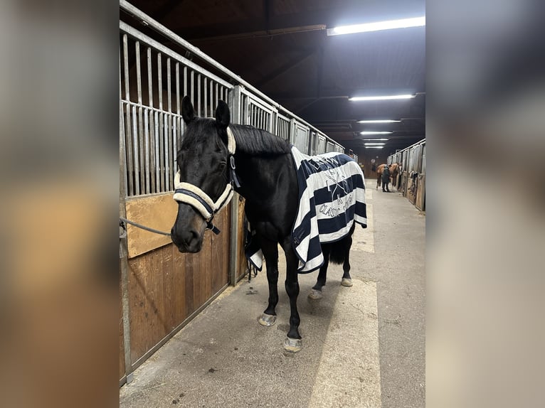 Oldenburger Springpaard Ruin 6 Jaar 165 cm Zwart in Neumarkt