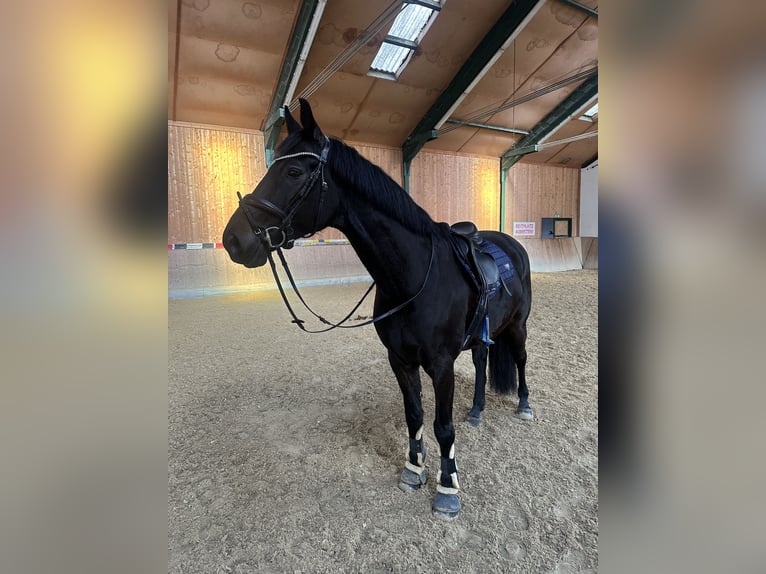 Oldenburger Springpaard Ruin 6 Jaar 165 cm Zwart in Neumarkt