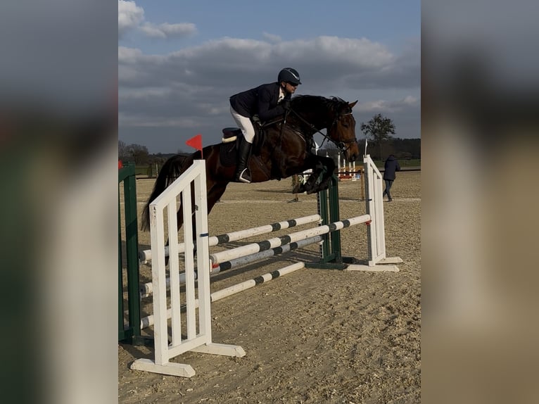 Oldenburger Springpaard Ruin 6 Jaar 166 cm Bruin in Buk