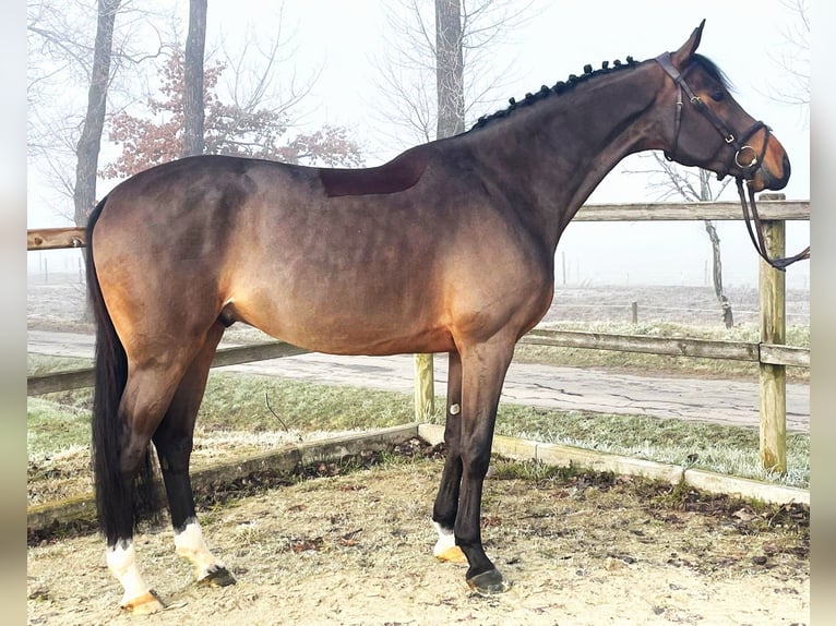 Oldenburger Springpaard Ruin 6 Jaar 166 cm Donkerbruin in Bad Dürrheim