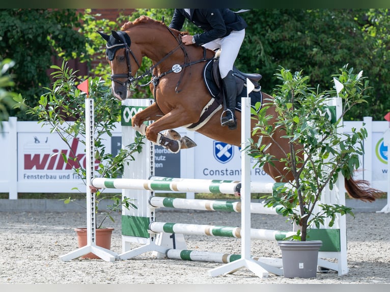 Oldenburger Springpaard Ruin 6 Jaar 166 cm Vos in Bramsche