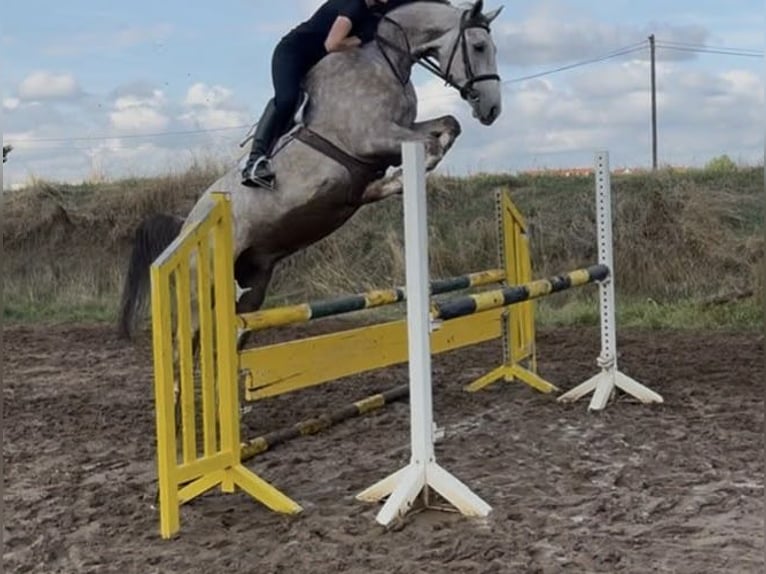 Oldenburger Springpaard Ruin 6 Jaar 167 cm Appelschimmel in Bischofsheim
