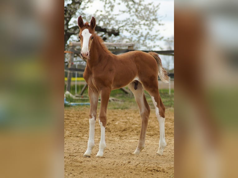 Oldenburger Springpaard Ruin 6 Jaar 167 cm Vos in Ueckermünde