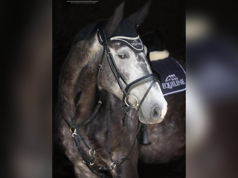 Oldenburger Springpaard Ruin 6 Jaar 168 cm Appelschimmel in Werther