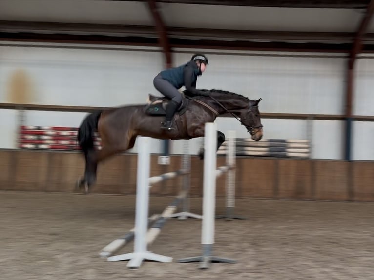 Oldenburger Springpaard Ruin 6 Jaar 168 cm Donkerbruin in Oud Gastel