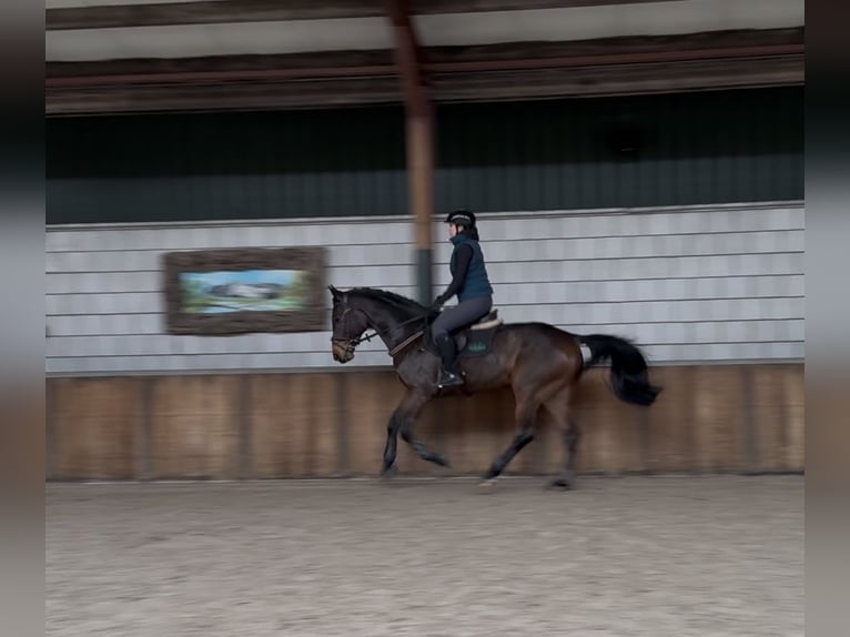 Oldenburger Springpaard Ruin 6 Jaar 168 cm Donkerbruin in Oud Gastel