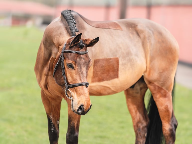 Oldenburger Springpaard Ruin 6 Jaar 168 cm Roodbruin in Zduchvice