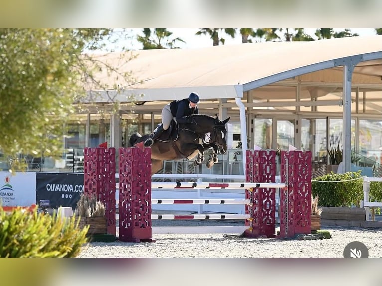 Oldenburger Springpaard Ruin 6 Jaar 168 cm Zwartbruin in Bad Kreuznach