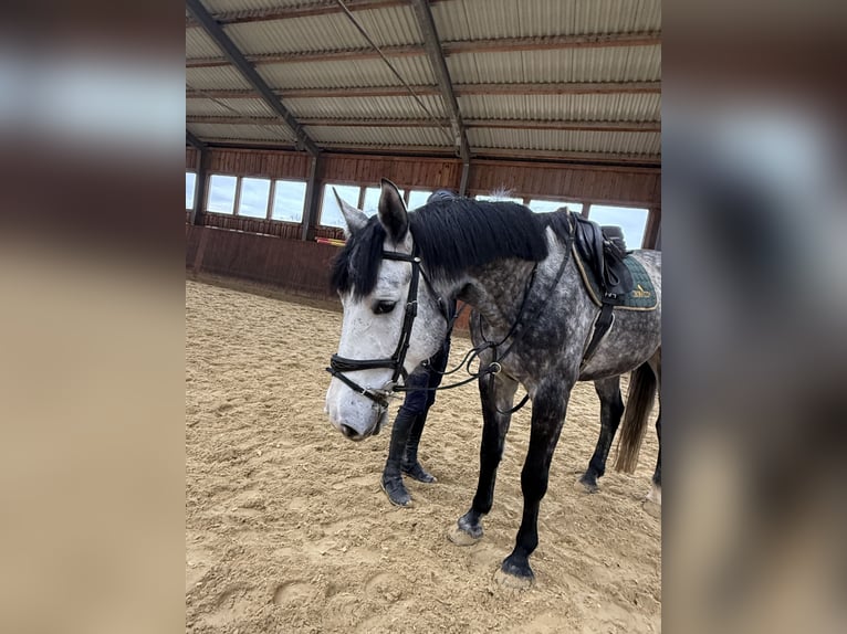 Oldenburger Springpaard Ruin 6 Jaar 170 cm Appelschimmel in Peiting