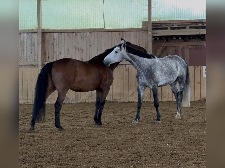 Oldenburger Springpaard Ruin 6 Jaar 170 cm Appelschimmel in Peiting