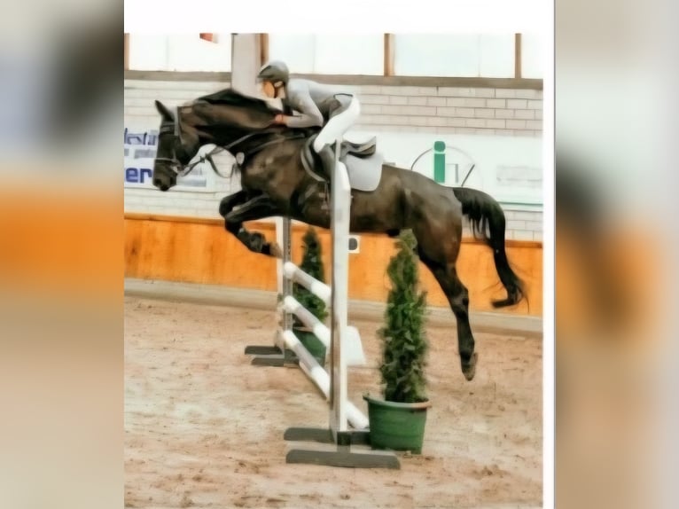 Oldenburger Springpaard Ruin 6 Jaar 170 cm Zwart in Delbrück