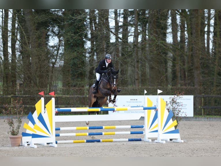Oldenburger Springpaard Ruin 6 Jaar 171 cm Donkerbruin in Lastrup